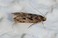 Bryotropha