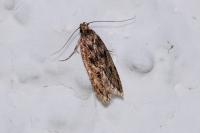 Bryotropha