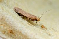 Bryotropha