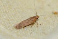 Bryotropha
