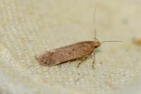 Bryotropha