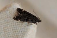 Dichomeris alacella