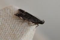 Dichomeris alacella