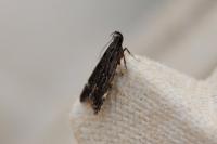 Dichomeris alacella