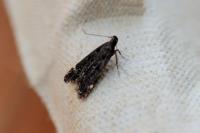 Dichomeris alacella