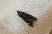Dichomeris alacella