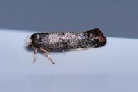 Swammerdamia pyrella
