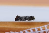 Swammerdamia pyrella