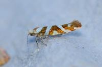 Argyresthia goedartella