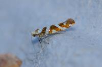 Argyresthia goedartella