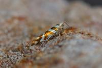 Argyresthia goedartella