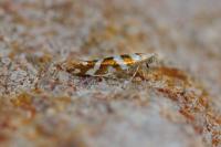 Argyresthia goedartella