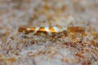 Argyresthia goedartella