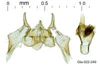 Diceratura amaranthica