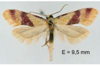 Diceratura amaranthica