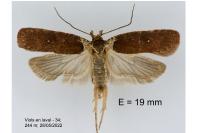 Agonopterix cnicella