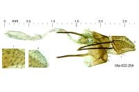 Metzneria intestinella