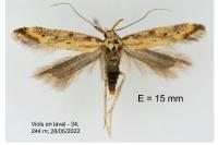 Metzneria intestinella