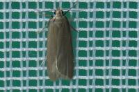 Acompsia cinerella