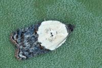 Acleris variegana