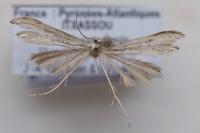 Hellinsia tephradactyla