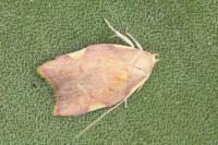 Carcina quercana