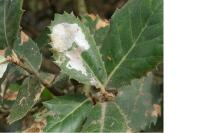 Acrocercops brongniardella