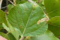 Stigmella trimaculella