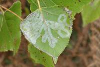 Phyllocnistis unipunctella