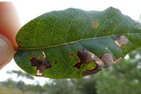 Ectoedemia heringella