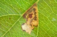 Stigmella incognitella
