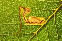 Stigmella trimaculella