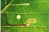 Stigmella ulmivora