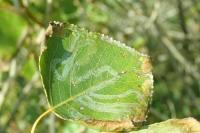 Phyllocnistis unipunctella