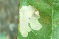 Tischeria ekebladella