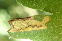 Stigmella regiella