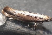 Acrolepiopsis vesperella