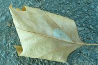 Phyllonorycter platani