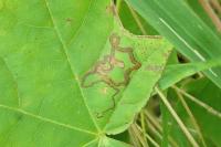 Stigmella speciosa