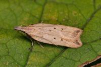 Dichomeris limosella