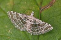 Alucita grammodactyla