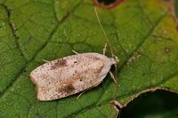 Agonopterix nervosa