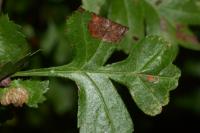 Parornix anglicella