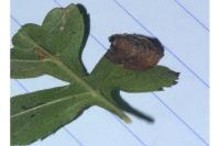 Parornix anglicella