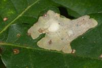 Tischeria ekebladella