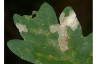 Tischeria ekebladella