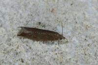 Bactra