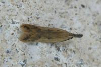 Dichomeris acuminata