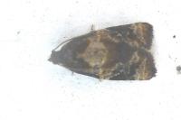 Ditula angustiorana