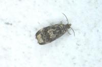 Endothenia